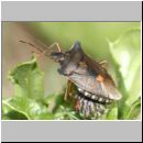 Pentatoma rufipes - Rotbeinige Baumwanze 02.jpg